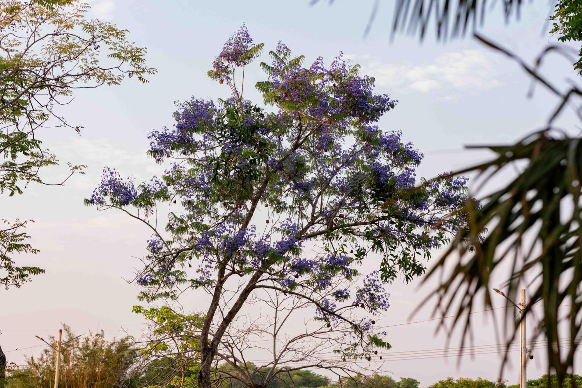Spa Agua Milagrosa Cuiabá Eksteriør billede